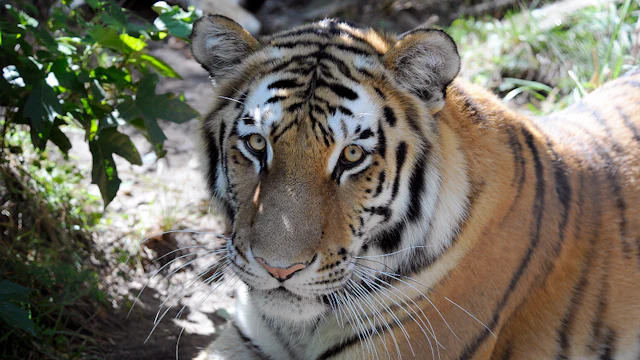 Bronx Zoo
